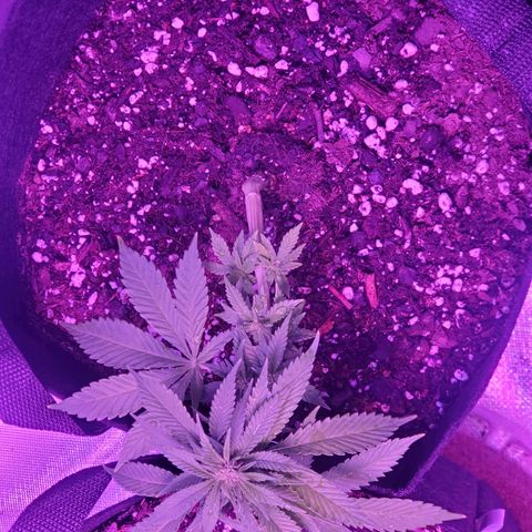 Unknown strain growlog photo: Regrowth coming in on both