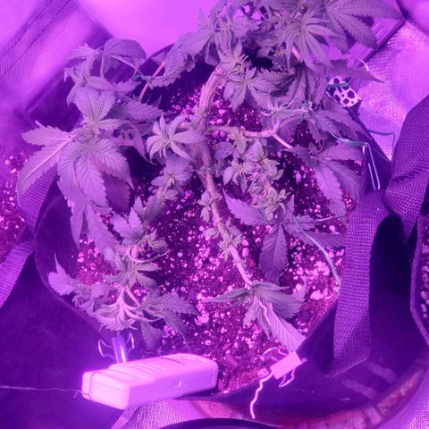 Unknown strain growlog timeline photo