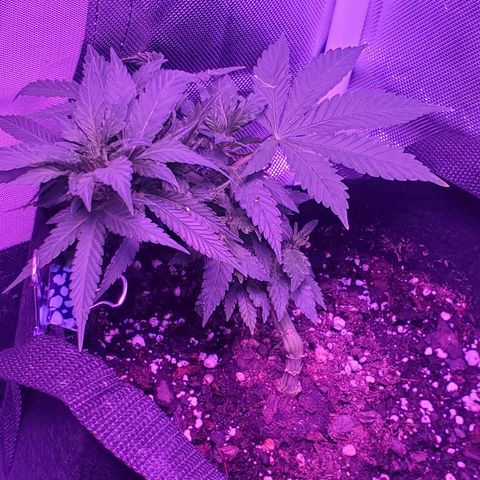 Unknown strain growlog photo: Big Loue