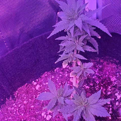 Unknown strain growlog photo: Lil Loui