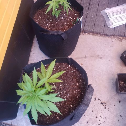Unknown strain growlog timeline photo