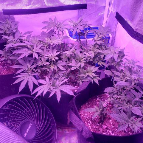 Unknown strain growlog photo: Lil loue - top left
Grim - middle
Big loue - bottom right