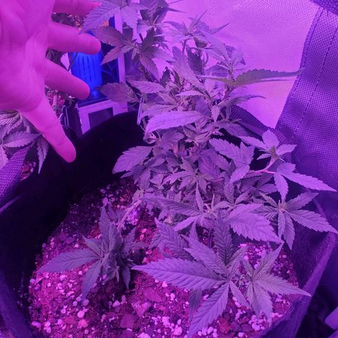 Unknown strain growlog photo: Big love before deforestation 