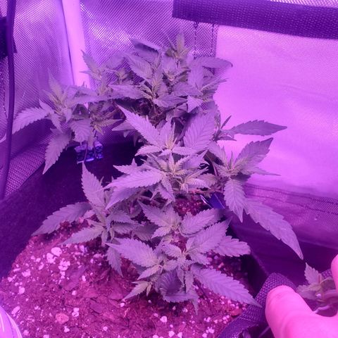 Unknown strain growlog photo: Lil loue before deforestation 