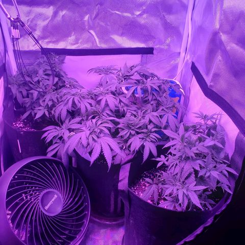 Unknown strain growlog photo: Whole tent after feeding.
Grim : .5 gallon
Lil Louie : .5 gallon
Big Louie: .5 gallon