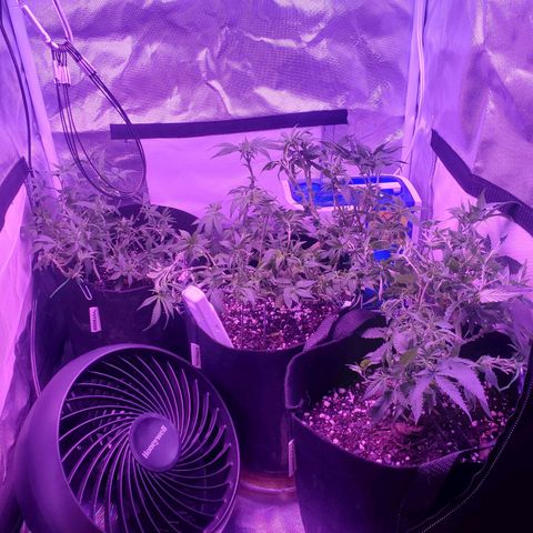Unknown strain growlog photo: Lil, Big, an Grim
Watered .5 each
Lolipopped and Defoliation