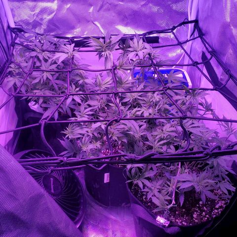 Unknown strain growlog photo: All three first day of flower switch 
