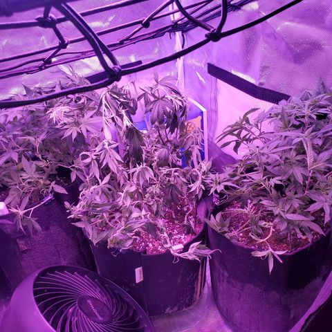 Unknown strain growlog photo: All three G, Li L, Bg L
