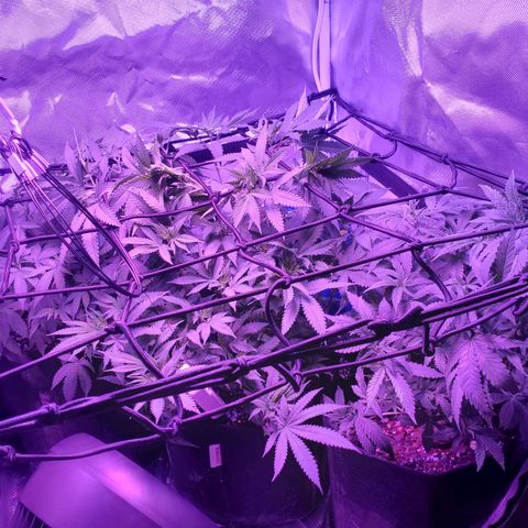 Unknown strain growlog photo: All three ladies