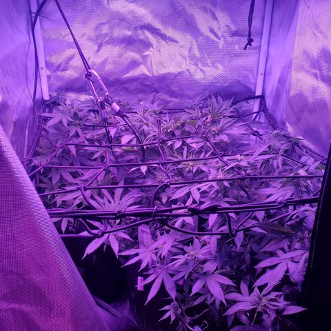 Unknown strain growlog photo: Changing lighting height to 12 inchs above cannopy