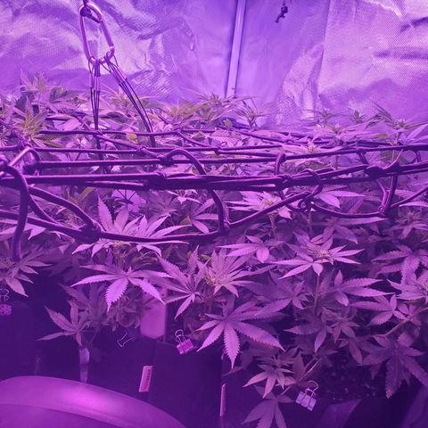 Unknown strain growlog photo: All three ladies