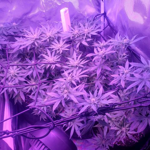 Unknown strain growlog photo: Top view of the canapés
All three ladies 