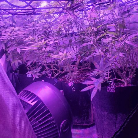 Unknown strain growlog photo: Underneath view of the ladies 