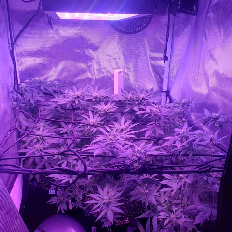 Unknown strain growlog photo: All three ladies before watering plain 1.5 gallons