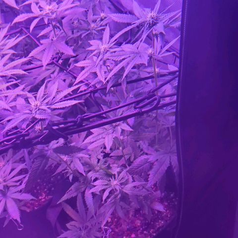 Unknown strain growlog photo: Little louie