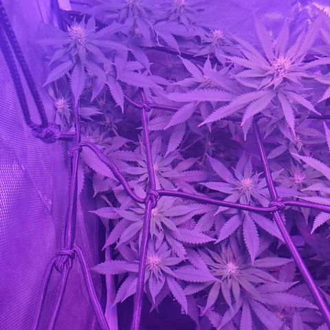 Unknown strain growlog photo: Big louie