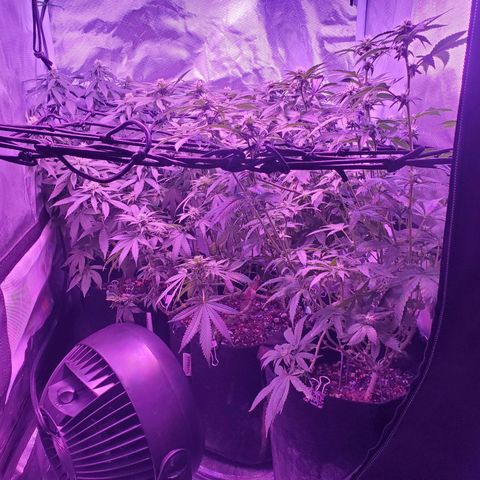 Unknown strain growlog photo: All three girls