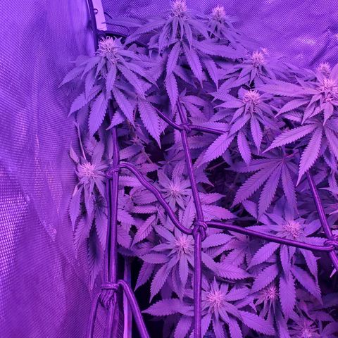 Unknown strain growlog photo: Big louie