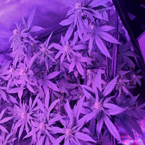 Unknown strain growlog photo: Lil louie