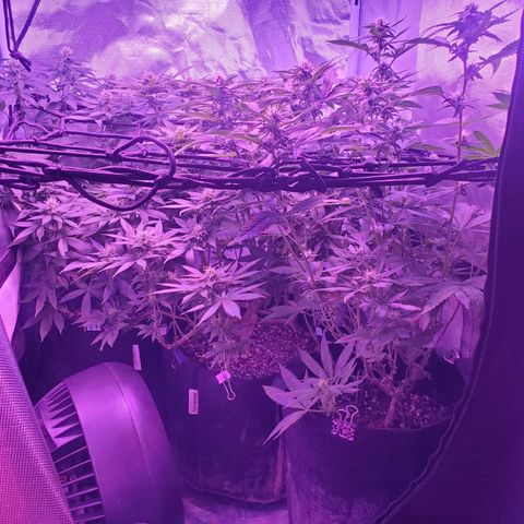 Unknown strain growlog photo: Below All three ladies