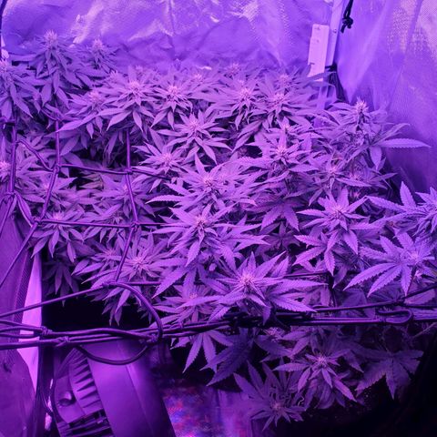 Unknown strain growlog photo: Above all three ladies