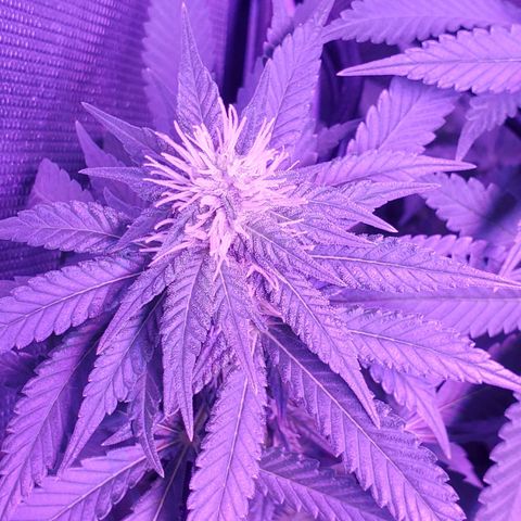 Unknown strain growlog photo: Big Louie