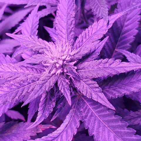 Unknown strain growlog photo: Little Louie