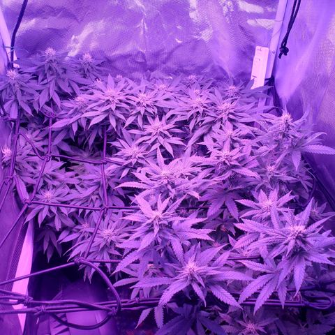 Unknown strain growlog photo: All three ladies