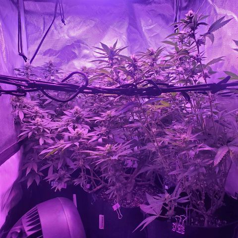 Unknown strain growlog photo: All three ladies below their canopies 