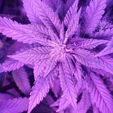 Unknown strain growlog photo: Lil Louie 