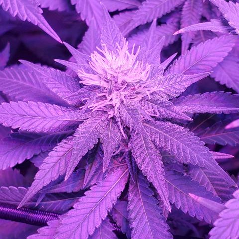 Unknown strain growlog photo: Big louie 