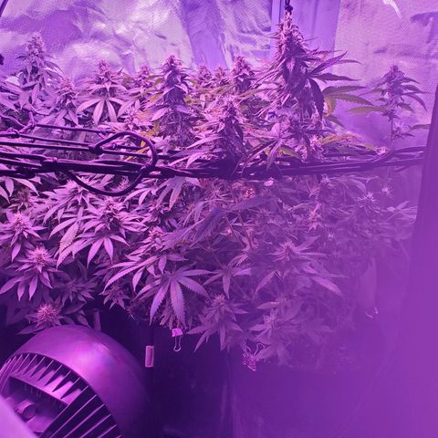 Unknown strain growlog photo: In front of tent