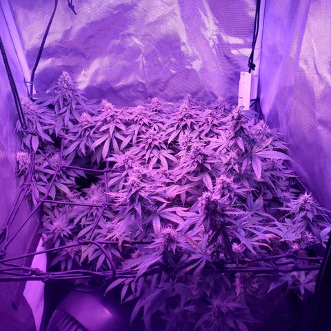 Unknown strain growlog photo: Above tent