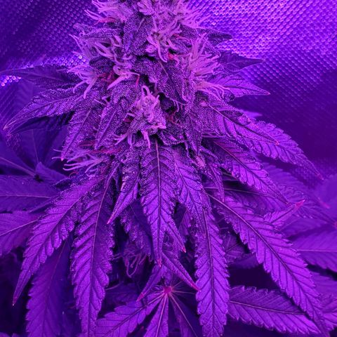 Unknown strain growlog photo: Big Louie