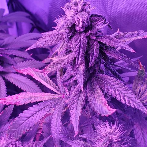 Unknown strain growlog photo: Lil Louie