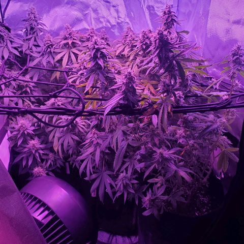 Unknown strain growlog photo: All three ladies/side view