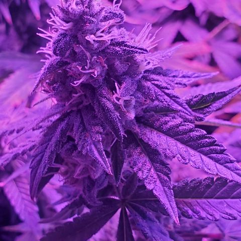 Unknown strain growlog photo: Lil Louie