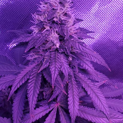 Unknown strain growlog photo: Big Louie