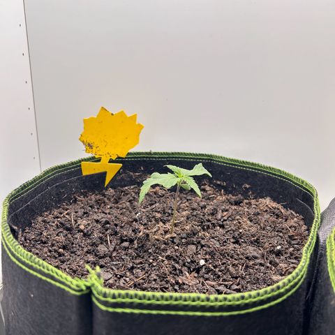 Northern Lights Auto RQS growlog timeline photo
