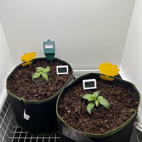 Northern Lights Auto RQS growlog timeline photo