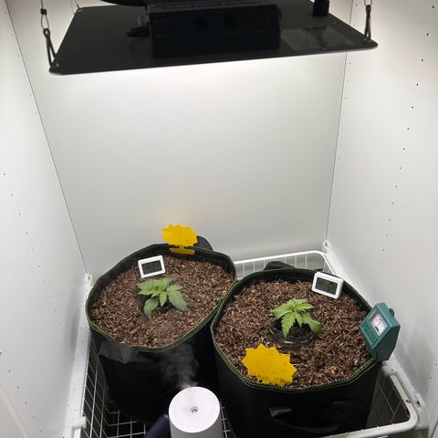 Northern Lights Auto RQS growlog timeline photo
