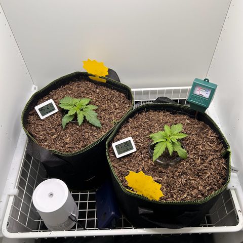 Northern Lights Auto RQS growlog timeline photo