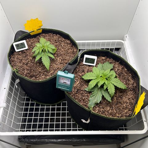 Northern Lights Auto RQS growlog timeline photo