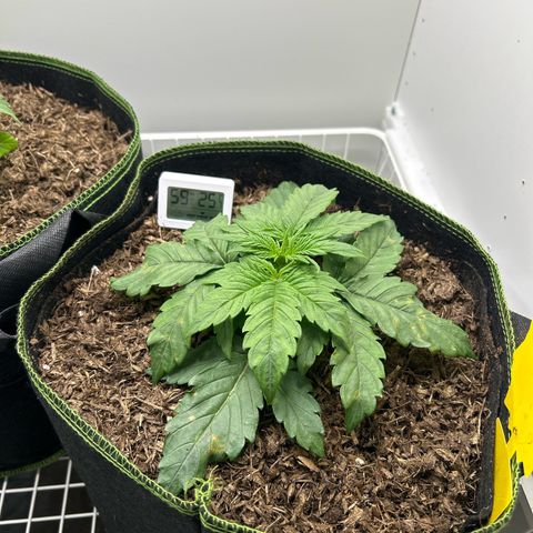 Northern Lights Auto RQS growlog photo: Die Pflanze ist im Bio Bizz light mix und darüber ist eine schicht Bio Mulch 
Sie war anfangs die kleinere aber ist viel buschiger geworden als die andere
An den Blättern kann man aber erkennen, dass es ihr an Kalzium fehlt
Ich hätte wahrscheinlich schon früher düngen können oder von anfang an Calmag verwenden können 