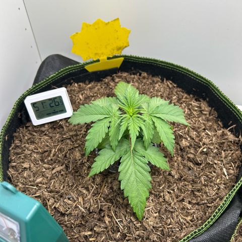 Northern Lights Auto RQS growlog photo: Der selbe Samen aber in vorgedüngter Hanf Sonnenerde
Anfangs war es die größere Pflanze
Sie sieht gesünder aus als die andere, ist höher aber auch weniger buschig und allgemein etwas kleiner 