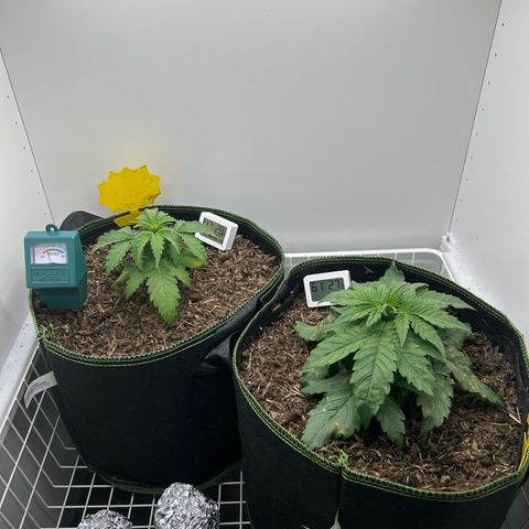 Northern Lights Auto RQS growlog timeline photo