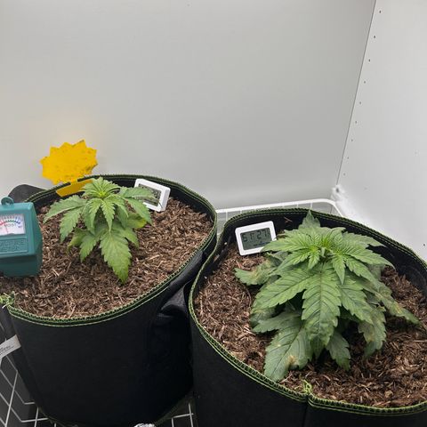 Northern Lights Auto RQS growlog timeline photo
