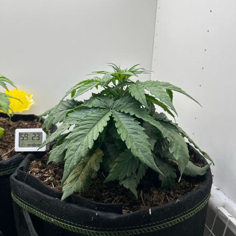 Northern Lights Auto RQS growlog timeline photo