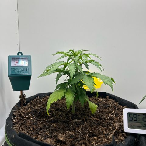 Northern Lights Auto RQS growlog timeline photo