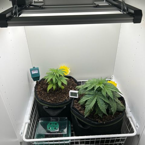 Northern Lights Auto RQS growlog timeline photo